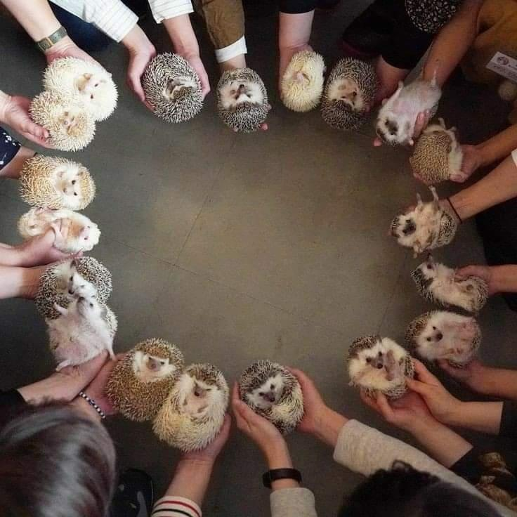 %D0%B5%D0%B6%D0%B8%D0%BA%D0%B8-6944991.png.webp.png
