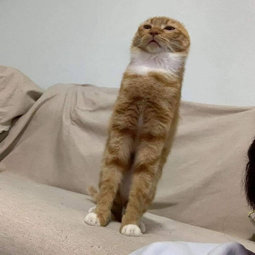 %D0%BA%D0%BE%D1%82%D1%8D-6940293.jpeg