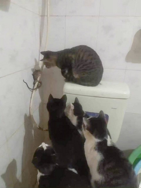 %D0%BA%D0%BE%D1%82%D1%8D-%D0%BC%D1%8B%D1%88%D1%8C-6975091.jpeg