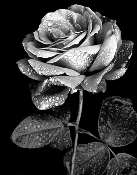silver_rose_by_blueskies21-d37weru.png.webp.png