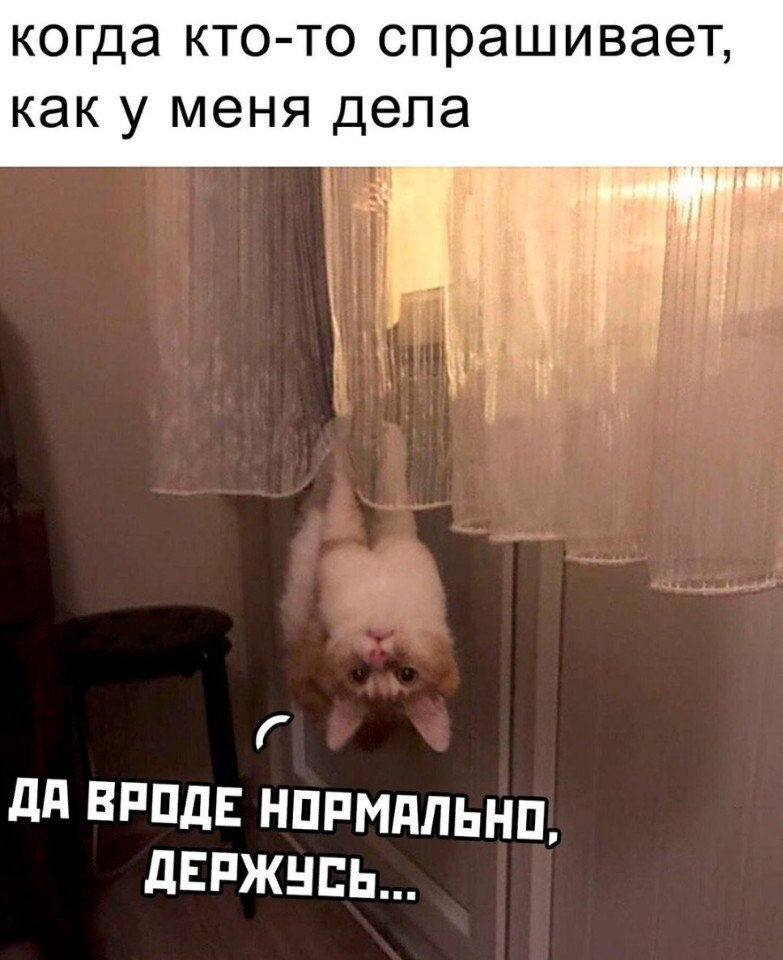 %D0%BA%D0%BE%D1%82-%D0%B7%D0%B0%D0%BD%D0%B0%D0%B2%D0%B5%D1%81%D0%BA%D0%B8-%D0%BA%D0%B0%D1%80%D1%82%D0%B8%D0%BD%D0%BA%D0%B0-%D1%8.jpeg
