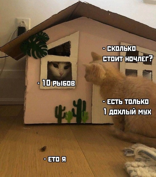 %D0%BA%D0%BE%D1%82-%D0%BC%D1%83%D1%85%D0%B0-%D0%BD%D0%B0%D1%81%D0%B5%D0%BA%D0%BE%D0%BC%D0%BE%D0%B5-%D0%B3%D0%BE%D1%81%D1%82%D0%B.jpeg