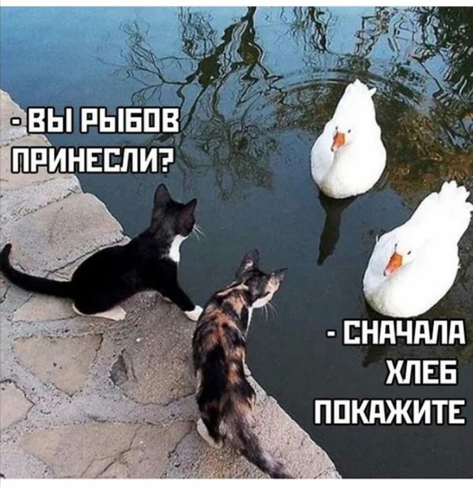 903d38cf97969f73744ac4d96f76773f.jpg.jpeg