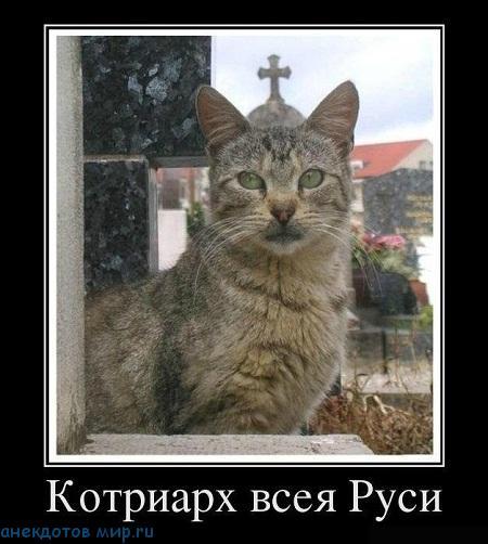 %D0%B4%D0%B5%D0%BC%D0%BE%D1%82%D0%B8%D0%B2%D0%B0%D1%82%D0%BE%D1%80-%D0%BF%D1%80%D0%BE-%D0%BA%D0%BE%D1%82%D0%BE%D0%B2-2.jpg.jpeg