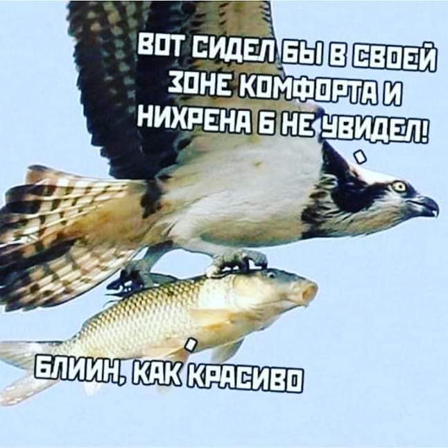 %D0%B3%D0%B8%D1%84-%D0%BE%D1%80%D0%B5%D0%BB-%D0%BF%D1%82%D0%B8%D1%86%D1%8B-%D0%B0%D0%BA%D1%83%D0%BB%D0%B0-4357443.jpg.jpeg