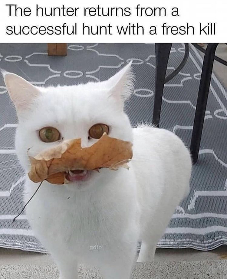 jpg.jpeg