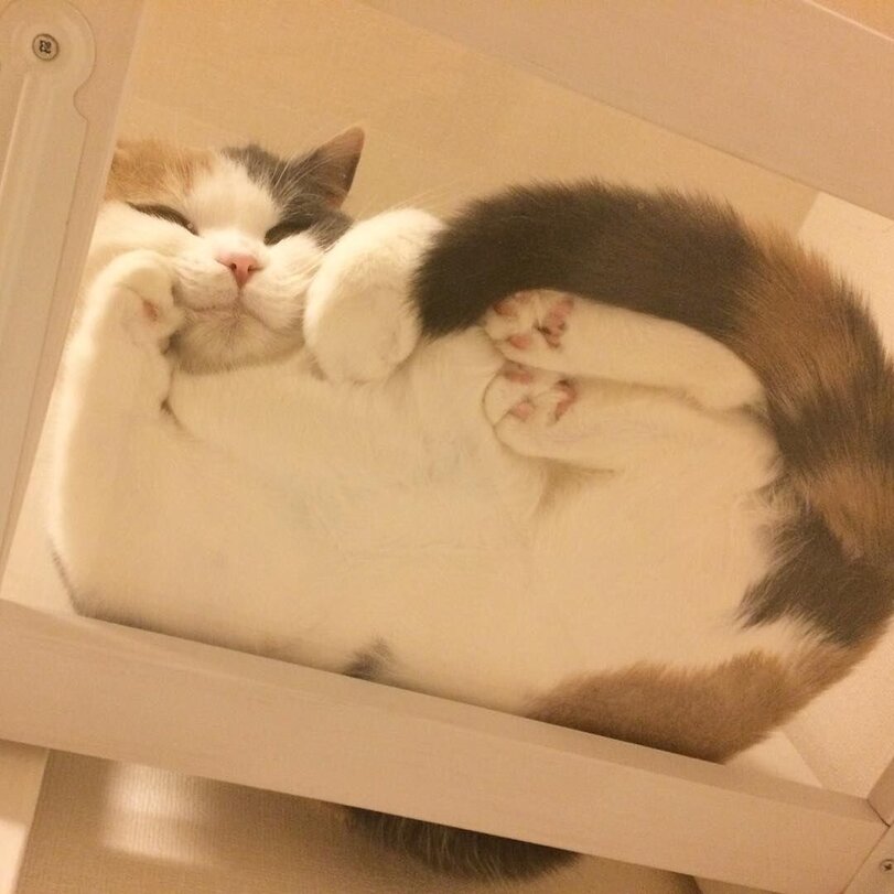 kapebeansies-%D0%BA%D0%BE%D1%82-%D0%BF%D0%B5%D1%80%D0%B5%D1%80%D0%B8%D1%81%D0%BE%D0%B2%D0%BA%D0%B0-7002115.jpg.jpeg