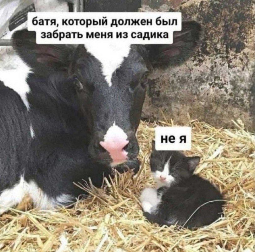 %D0%BA%D0%BE%D1%80%D0%BE%D0%B2%D0%B0-%D0%BA%D0%BE%D1%82%D1%8D-%D0%B1%D0%B0%D1%82%D1%8F-%D1%81%D0%B0%D0%B4%D0%B8%D0%BA-7020807.jp.jpeg