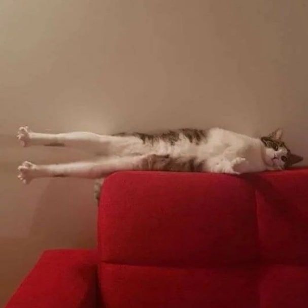%D0%BA%D0%BE%D1%82%D1%8D-7033010.jpg.jpeg