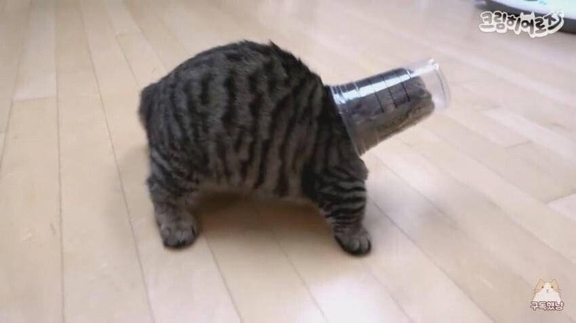 %D0%BA%D0%BE%D1%82%D1%8D-7037679.jpg.jpeg