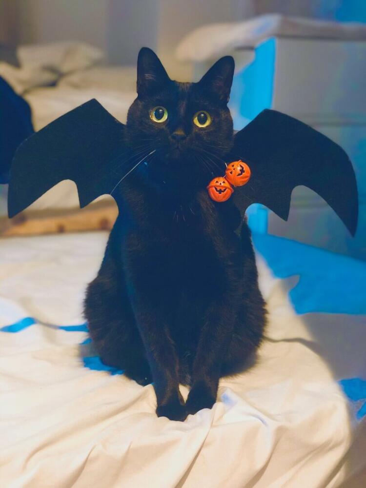 %D0%BA%D0%BE%D1%82%D1%8D-Halloween-%D0%BF%D1%80%D0%B0%D0%B7%D0%B4%D0%BD%D0%B8%D0%BA-6998096.jpg.jpeg
