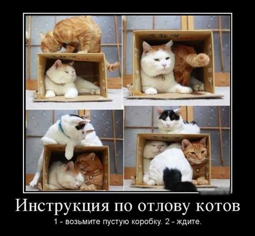 pro_kotov18.jpg.jpeg