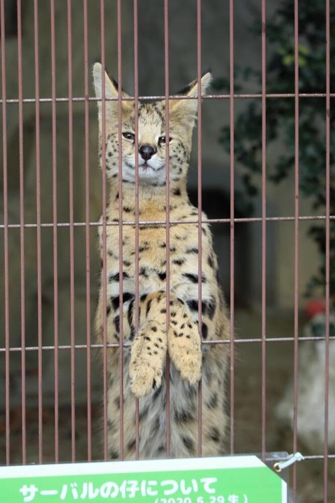 Serval-%28Kemono-Friends%29-Kemono-Friends-Anime-%D1%84%D1%8D%D0%BD%D0%B4%D0%BE%D0%BC%D1%8B-7049100.jpeg
