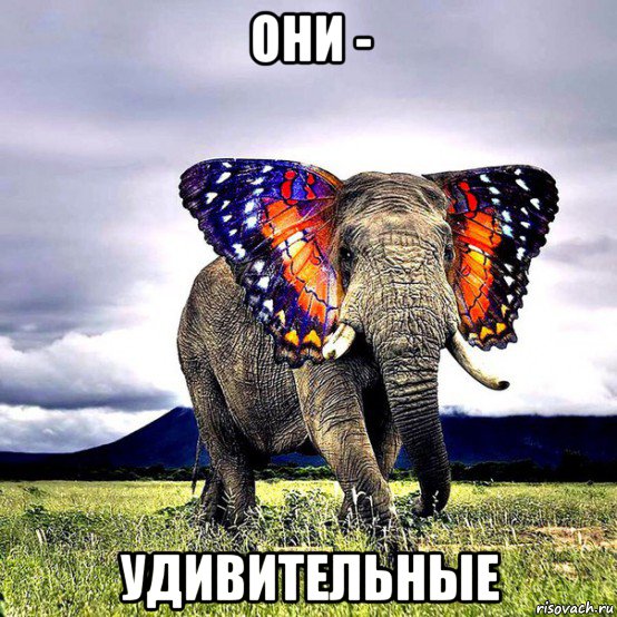 slon-mem_247232535_orig_.jpg.jpeg