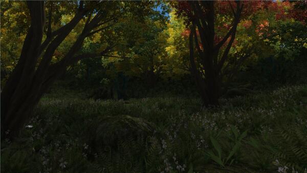 In The forest
