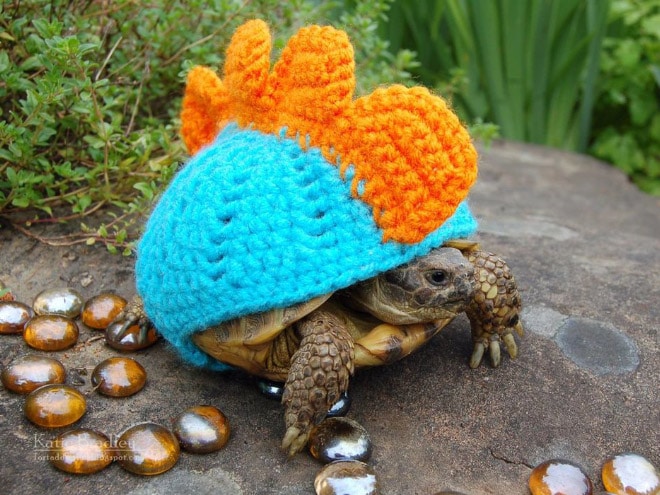 tortoise-fashion14.jpg.jpeg