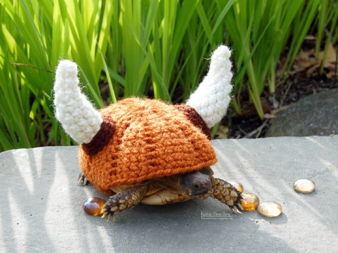 tortoise-fashion18.jpg.jpeg