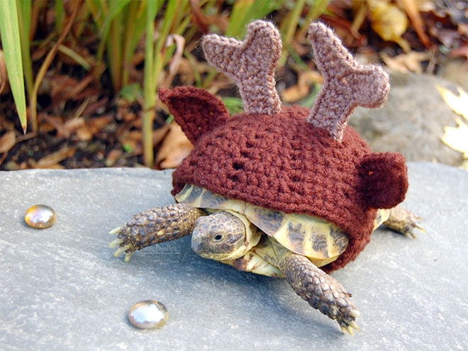 tortoise-fashion2.jpg.jpeg