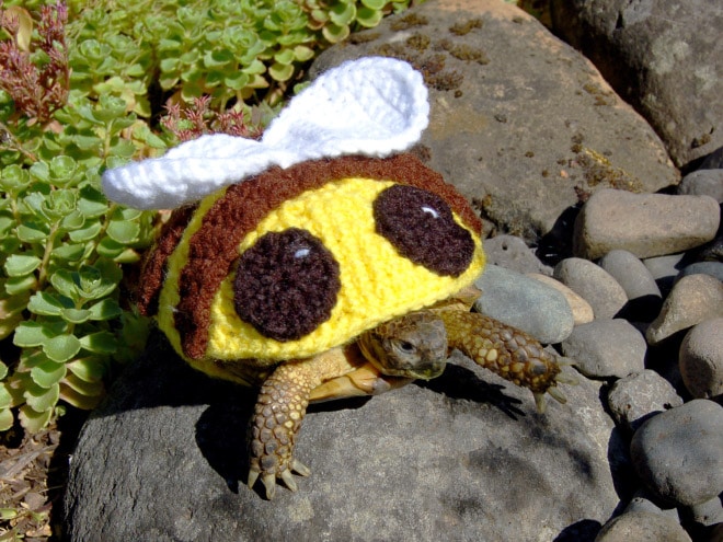 tortoise-fashion20.jpg.jpeg