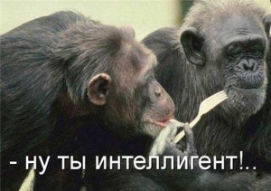 zhivotnye_s_nadpisyami_01-300x211.jpg.jpeg