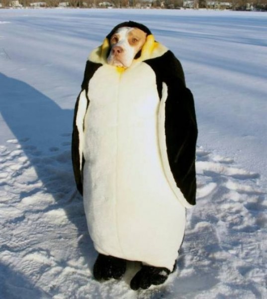 2341208_600.jpg.jpeg