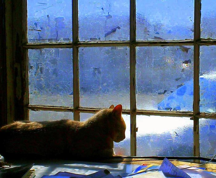 95563888_1901311_catinthewindowrandallweidner.jpg.jpeg