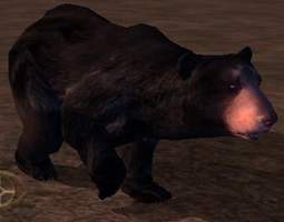 Black_Bear.jpg.jpeg