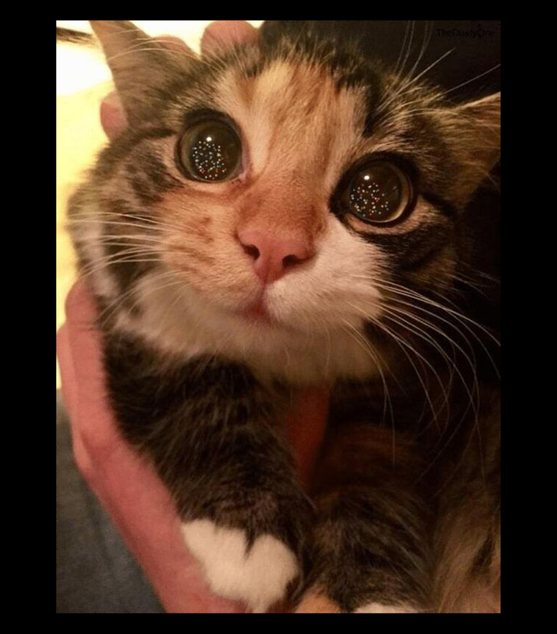GENTLECAT-%D0%BA%D0%BE%D1%82-%D0%BF%D0%B5%D1%80%D0%B5%D1%80%D0%B8%D1%81%D0%BE%D0%B2%D0%BA%D0%B0-7088819.jpg.jpeg