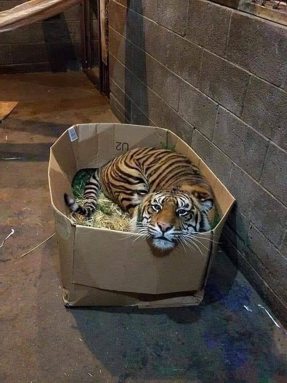 GENTLECAT-%D1%82%D0%B8%D0%B3%D1%80-%D0%B1%D0%BE%D0%BB%D1%8C%D1%88%D0%BE%D0%B9-%D0%BA%D0%BE%D1%82%D1%8D-%D0%BA%D0%BE%D1%82%D1%8D-.jpeg
