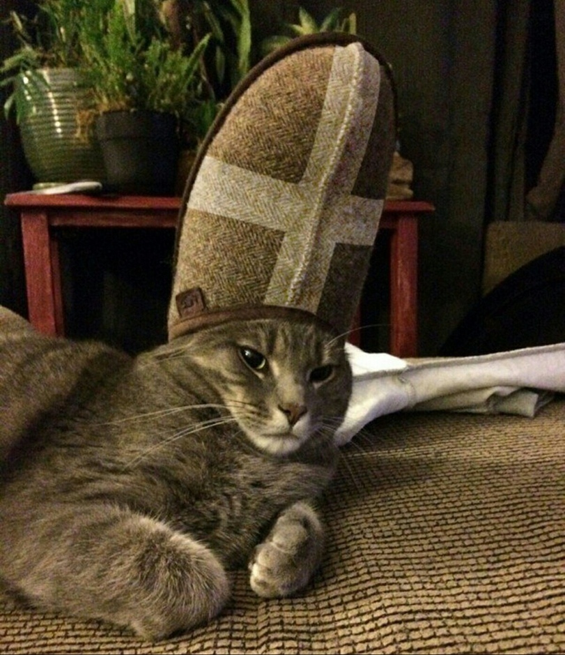 %D0%BA%D0%BE%D1%82%D1%8D-4386390.jpg.jpeg