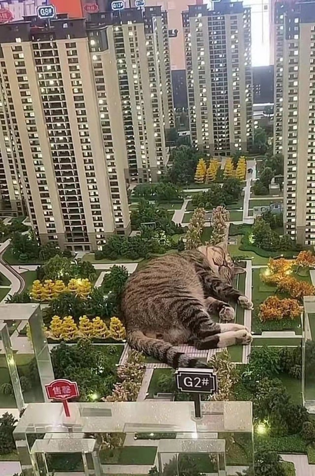 %D0%BA%D0%BE%D1%82%D1%8D-7091288.jpg.jpeg