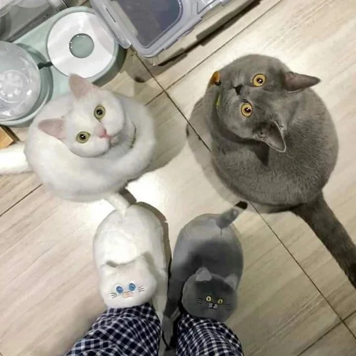 %D0%BA%D0%BE%D1%82%D1%8D-%D1%82%D0%B0%D0%BF%D0%BA%D0%B8-7110280.jpg.jpeg