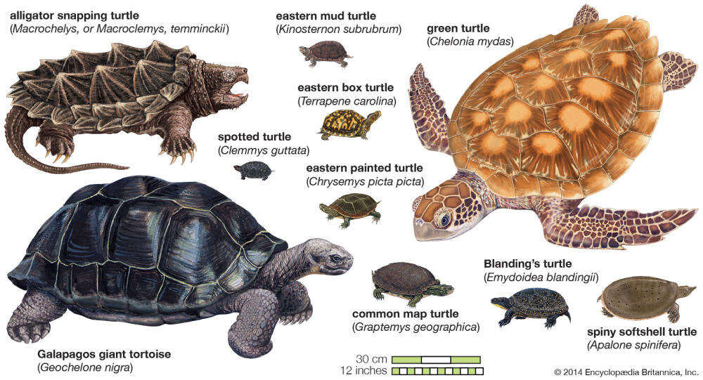 Turtles.jpg
