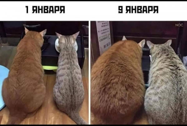 %D0%BA%D0%B0%D1%80%D1%82%D0%B8%D0%BD%D0%BA%D0%B0-%D1%81-%D1%82%D0%B5%D0%BA%D1%81%D1%82%D0%BE%D0%BC-%D0%BA%D0%BE%D1%82%D1%8D-%D0%.jpeg