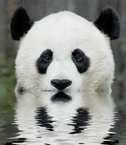 180px-Panda_sviborg.jpg.jpeg