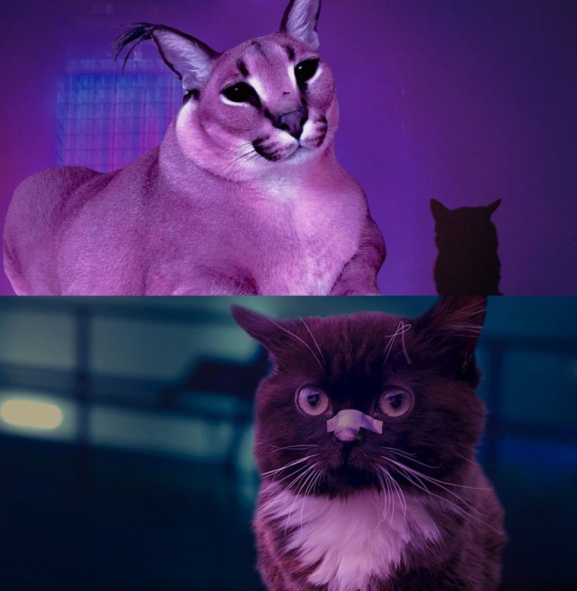 Blade-Runner-2049-Blade-Runner-Big-Floppa-%D0%A7%D0%BC%D0%BE%D0%BD%D1%8F-7155327.jpeg