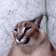 EXW6V5p.gif