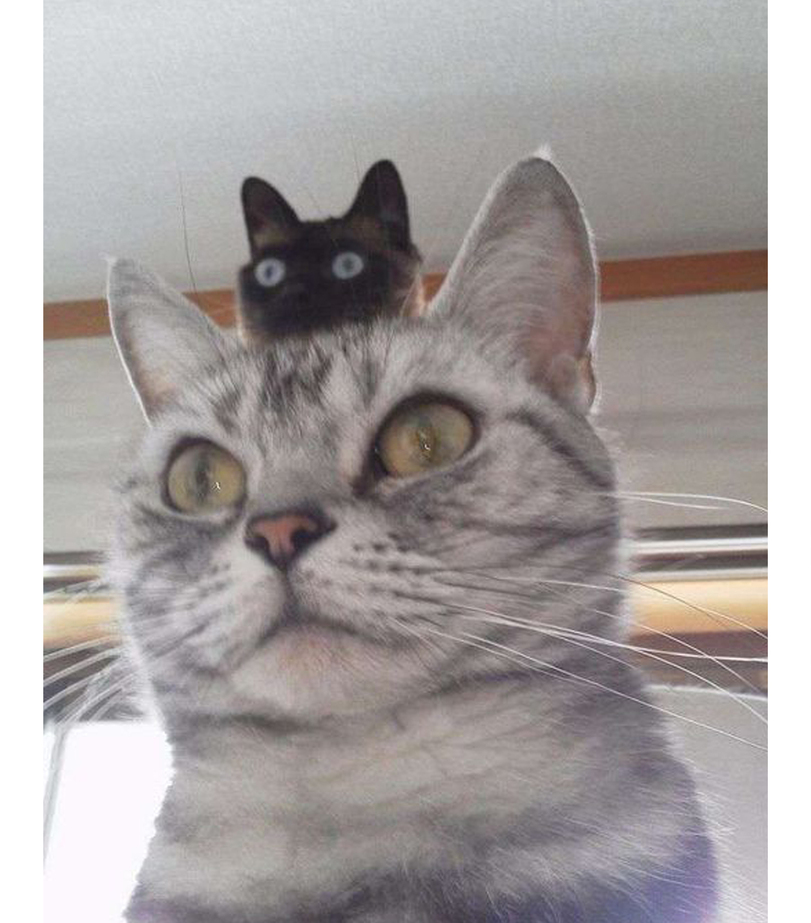 GENTLECAT-%D0%BA%D0%BE%D1%82%D1%8D-7147526.jpeg