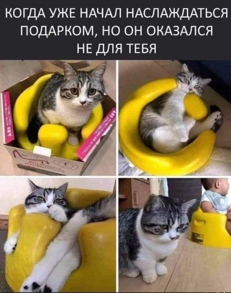 %D0%BA%D0%BE%D1%82-%D0%BF%D0%BE%D0%B4%D0%B0%D1%80%D0%BE%D0%BA-%D0%A0%D0%B0%D0%B7%D0%BE%D1%87%D0%B0%D1%80%D0%BE%D0%B2%D0%B0%D0%BD.jpeg