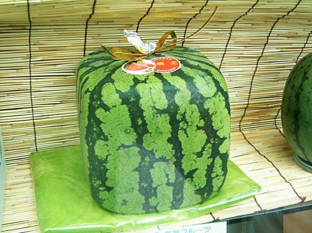 neobyknovennye-arbuzy2-615x460.jpg.jpeg