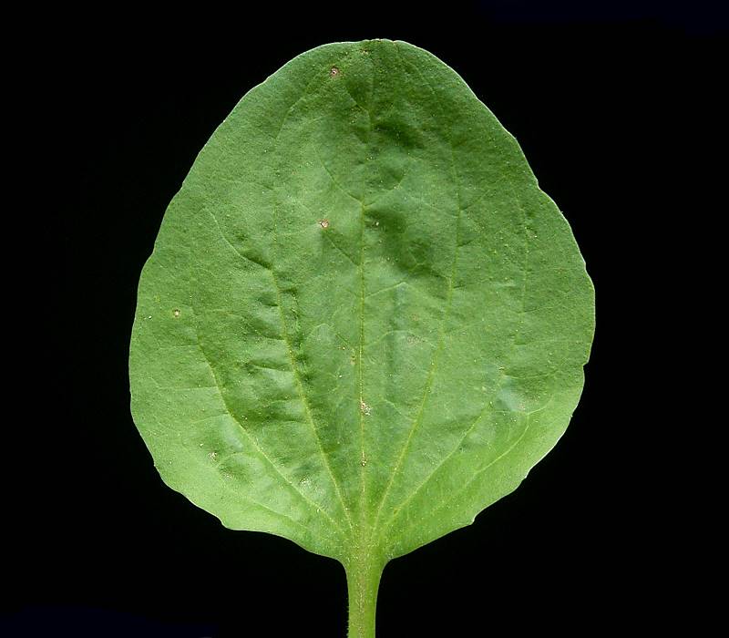 Plantago_major_ies.jpg.jpeg