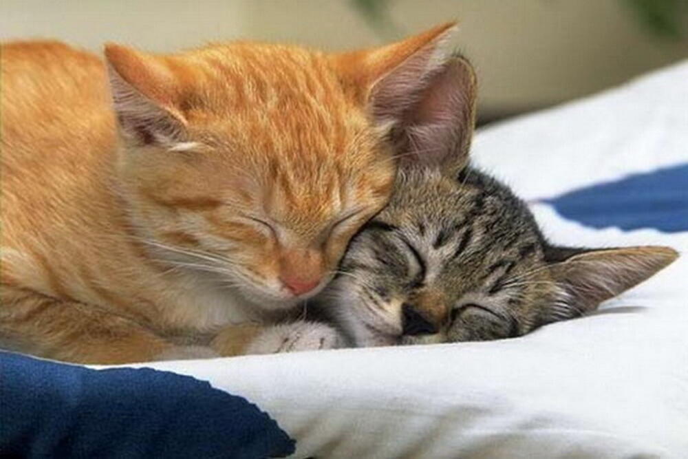 wallpapers_cats_88.jpg.jpeg