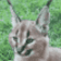 wI1pBPV.gif