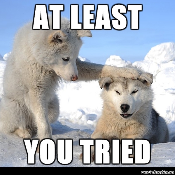 you-have-tried-cute-husky-funny-blog.jpg.jpeg