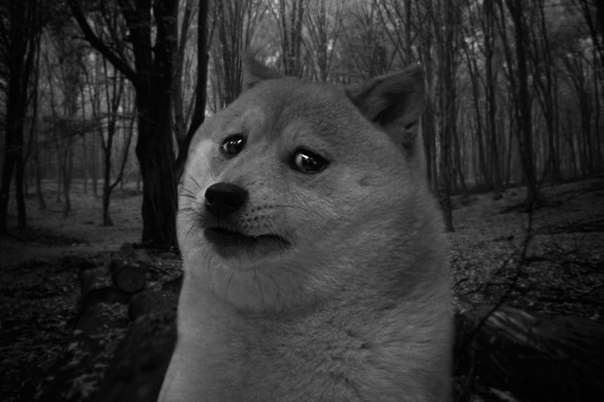 zhizn-tlen_66331536_orig_.jpg.jpeg