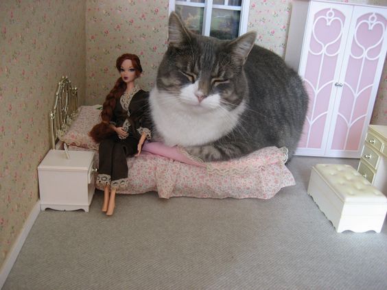 GENTLECAT-%D0%BA%D0%BE%D1%82-%D0%B4%D0%B5%D0%B2%D1%83%D1%88%D0%BA%D0%B0-%D0%BF%D0%B5%D1%80%D0%B5%D1%80%D0%B8%D1%81%D0%BE%D0%B2%D.jpeg