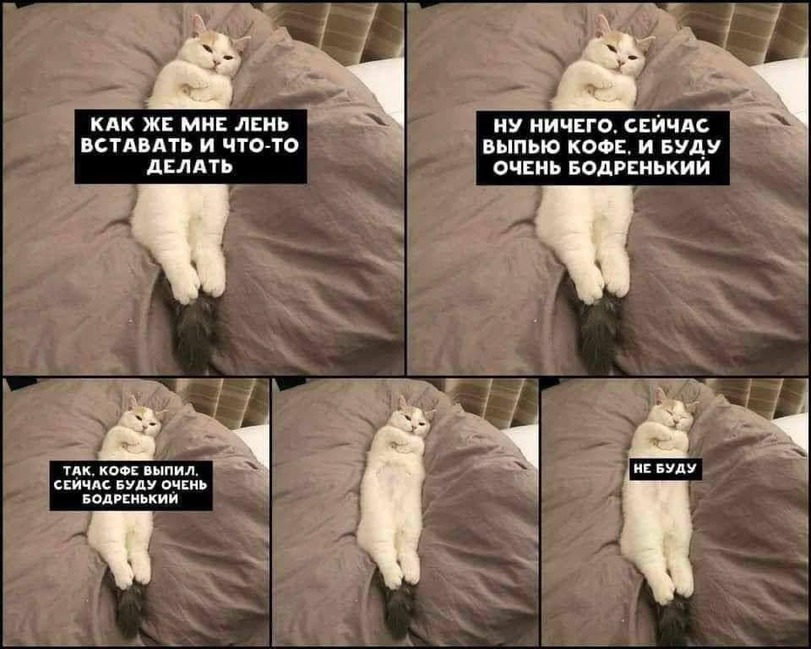 %D0%B8%D0%BD%D1%82%D0%B5%D1%80%D0%BD%D0%B5%D1%82-%D0%BA%D0%BE%D1%82%D1%8D-%D0%BA%D0%B0%D1%80%D1%82%D0%B8%D0%BD%D0%BA%D0%B8-71847.jpeg
