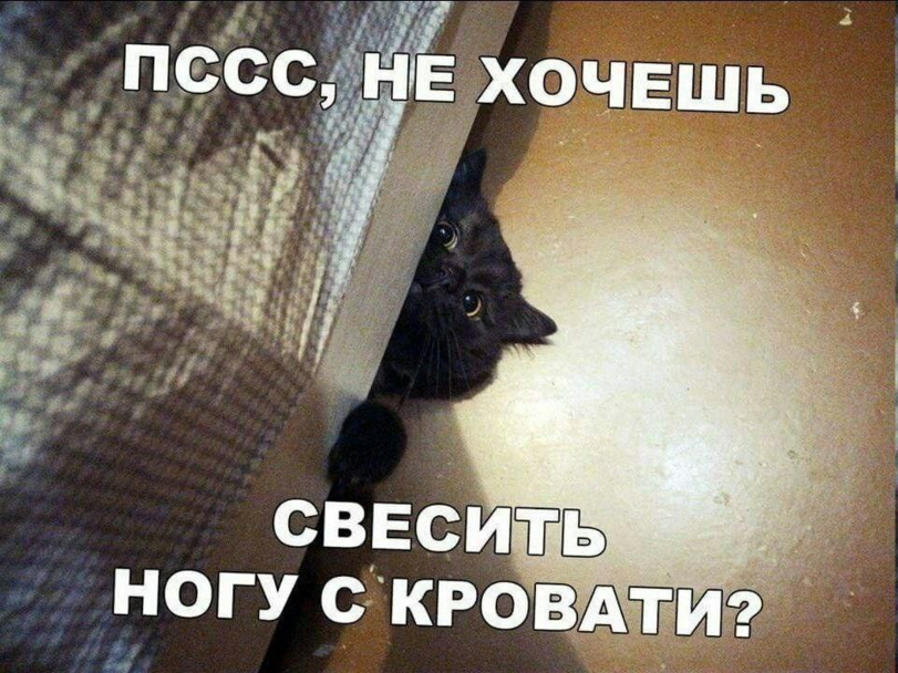 %D0%BA%D0%BE%D1%82%D1%8D-7171170.png.png
