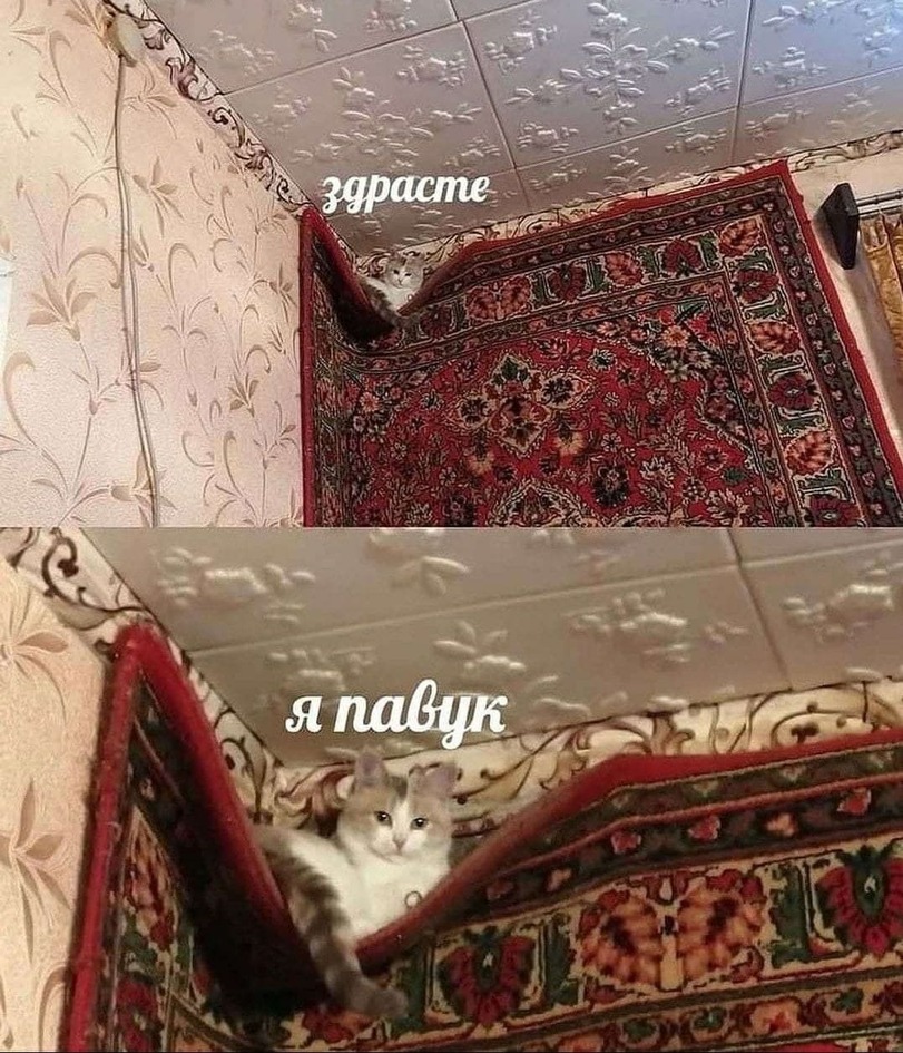 %D0%BA%D0%BE%D1%82%D1%8D-%D0%BA%D0%BE%D0%B2%D1%91%D1%80-7173373.jpeg