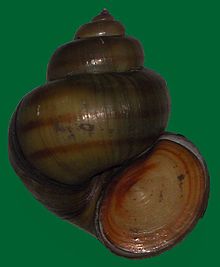 220px-Viviparus-contectus-met-operculum2.jpg.jpeg